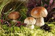 Photo: Mushrooms Mushrooms