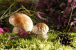 Photo: Mushrooms Mushrooms
