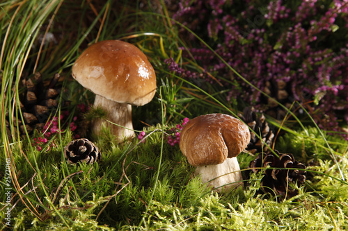 Photo: Mushrooms Mushrooms