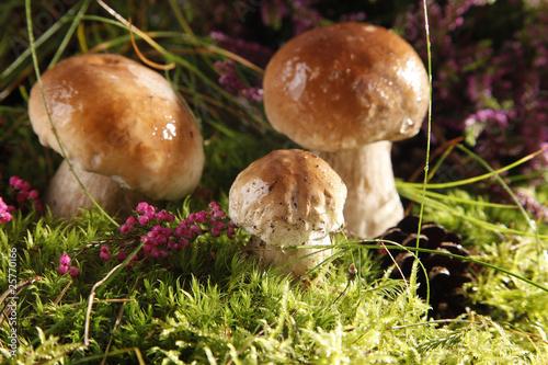 Photo: Mushrooms Mushrooms