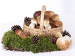 Photo: Mushrooms Mushrooms