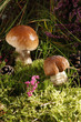 Photo: Mushrooms Mushrooms
