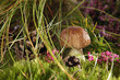 Photo: Mushrooms Mushrooms
