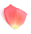 Rose petal