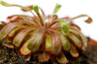 Drosera aliciae ,Sonnentau,fleischfressende Pflanze