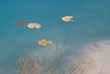 Photo: Lillies float over a freshwater stromatolite reef Lillies float over a freshwater stromatolite reef