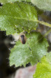 Photo: Desert Harvestman Spider (Eurybunus sp.) in Ash Meadows National Desert Harvestman Spider (Eurybunus sp.) in Ash Meadows National