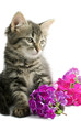 Kitten with flowers