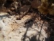 La vie sociale des fourmis (1)