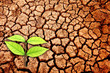 Green plant growing trough dead soil