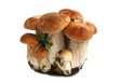 cep