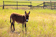 Donkey