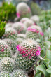Cactus and succulent plants