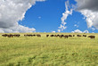 bufali nel parco Masai Mara