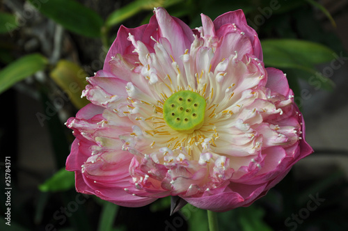 Foto: Lotusblüte geöffnet Lotusblüte geöffnet