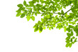 Green leaves on white background Green leaves on white background
