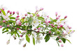 Blooming apple tree branch Blooming apple tree branch