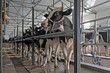 dairy cows