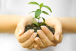 Plant in female hand