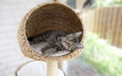 Foto: junge Katze im Kratzbaum junge Katze im Kratzbaum
