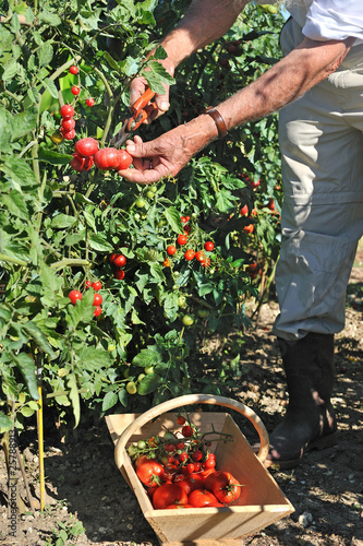 Photo: cueillette de tomates au potager cueillette de tomates au potager