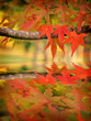 Autumn Background with reflection Autumn Background with reflection