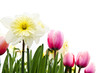 Tulips and daffodils on white background