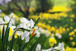 Blooming daffodils in spring park