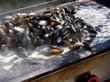 moules à la plancha