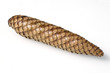 Fichtenzapfen; Tannenzapfen; Fichte; picea abies