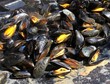 moules à la plancha