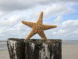 Foto: Star at beach Star at beach