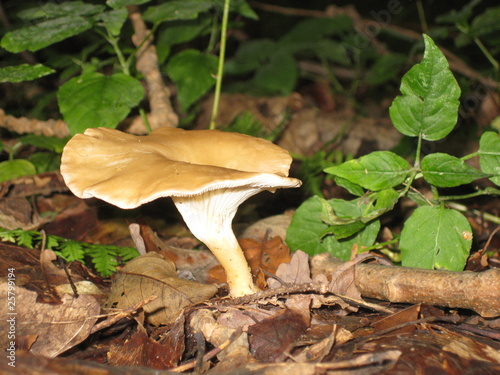 Photo: Pilz Pilz