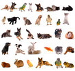collage animaux