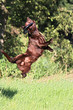 Labrador mit Frisbee