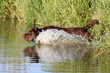 Labrador im Wasser