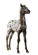 Crossbreed Foal between a Appaloosa and a Friesian horse