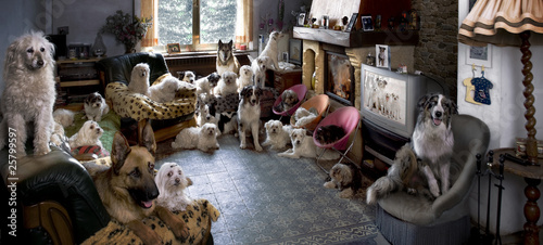 Foto: Portrait of 24 dogs in a living room in front of a TV Portrait of 24 dogs in a living room in front of a TV