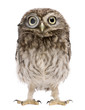 Little Owl wearing magnifying glass, 50 days old, Athene noctua