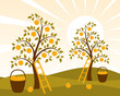 apple orchard