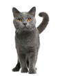 Chartreux cat, 16 months old, standing Chartreux cat, 16 months old, standing