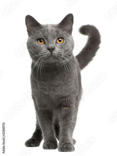 Chartreux Cat, 16 Months Old, Standing