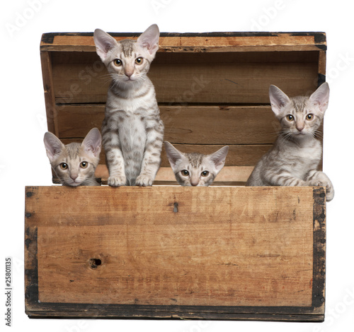 Photo: Ocicat kittens, 13 weeks old, emerging from a wooden box Ocicat kittens, 13 weeks old, emerging from a wooden box