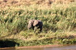 Elefante salvaje