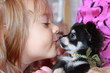 petite fille embrassant un petit chihuahua petite fille embrassant un petit chihuahua