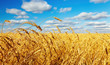 Wheat field