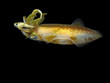 Caribbean reef squid Sepioteuthis sepioidea at night Dominica
