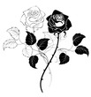 two roses