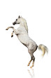 arabian horse isolated