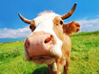 curious farm cow